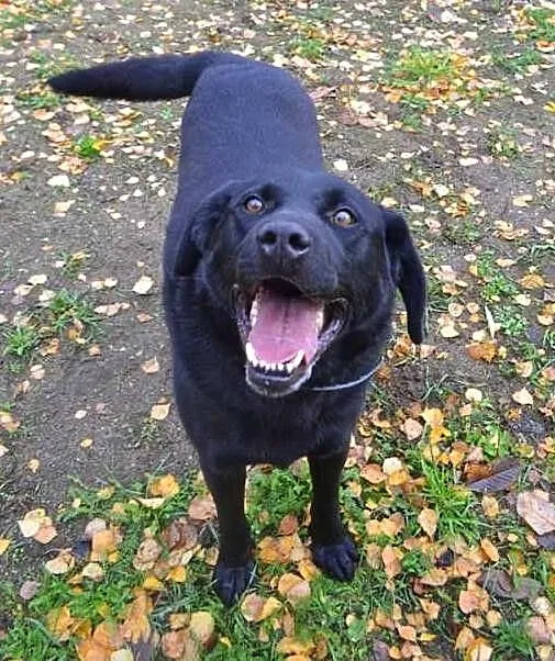 Niezwykły Jędrek do adopcji