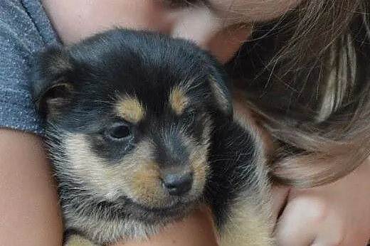 BASIK wesoły maluszek czeka na dom!,  mazowieckie 