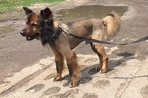 Jeżyk - średniej wielkości, przyjazny psiak do adopcji,  Kundelki cała Polska