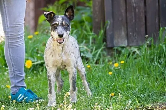Urfi, młody, oryginalnej urody wesołek do adopcji!