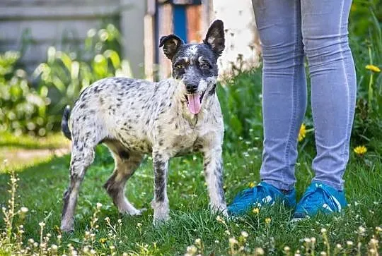 Urfi, młody, oryginalnej urody wesołek do adopcji!