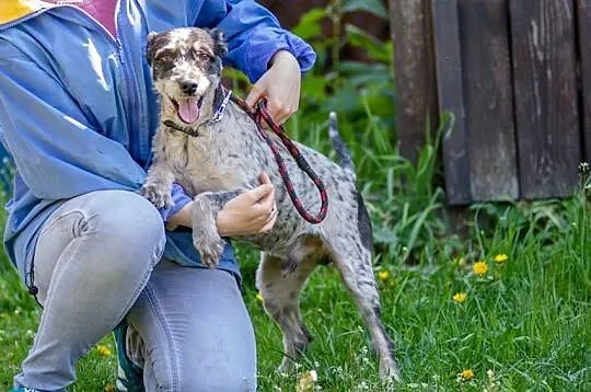 Urfi, młody, oryginalnej urody wesołek do adopcji!