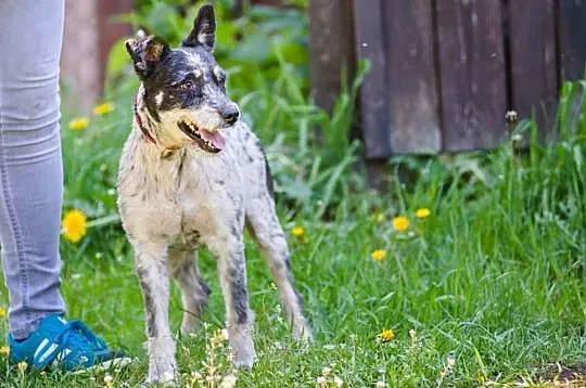 Urfi, młody, oryginalnej urody wesołek do adopcji!