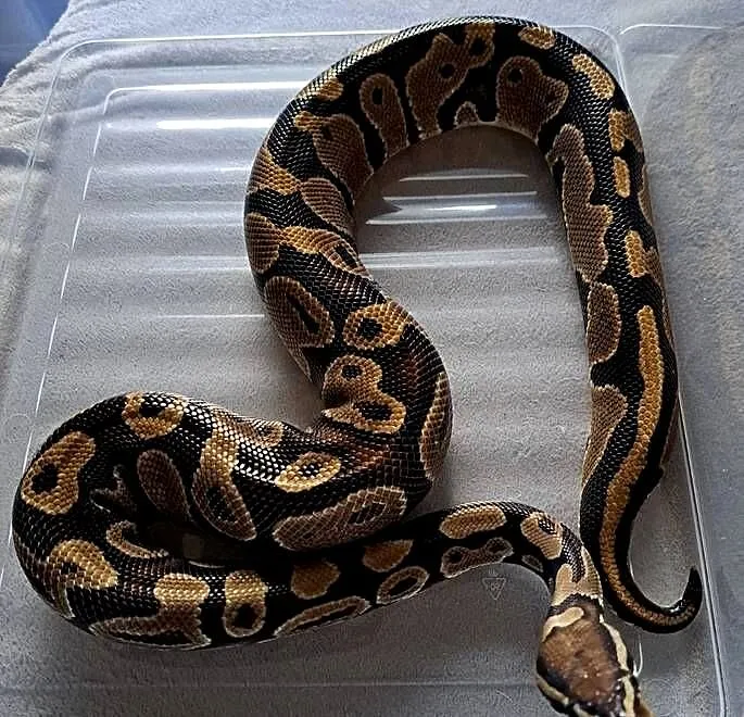 Pyton królewski python regius samiec, Dolnośląskie, Wrocław