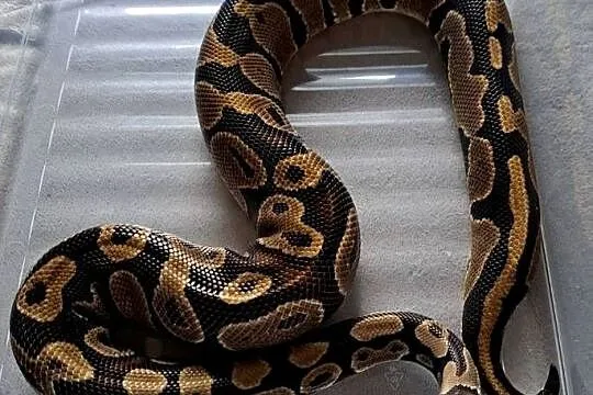 Pyton królewski python regius samiec, Dolnośląskie, Wrocław