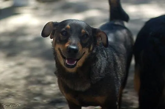 Maja, spokojna, przyjazna suczka do adopcji