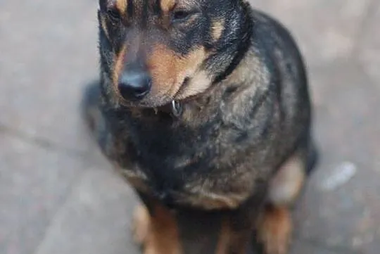 Maja, spokojna, przyjazna suczka do adopcji