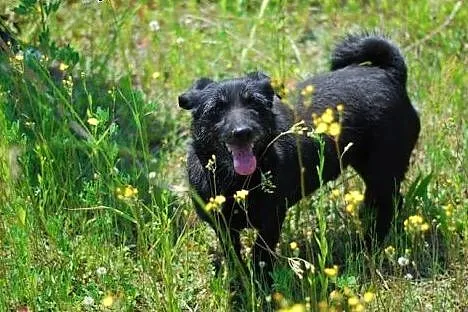 Mały, towarzyski Gucio, terrierkoaty psiak odmieni