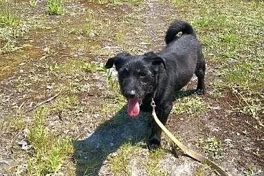 Mały, towarzyski Gucio, terrierkoaty psiak odmieni