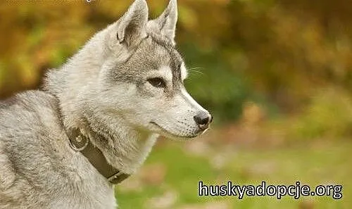 ARAK- kochany i energiczny pies husky do adopcji,