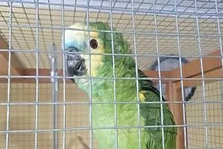 Para papug Amazonek Niebieskoczelnych, Dolnośląskie, Jelenia Góra