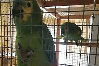 Para papug Amazonek Niebieskoczelnych, Dolnośląskie, Jelenia Góra