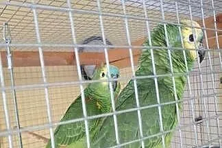 Para papug Amazonek Niebieskoczelnych, Dolnośląskie, Jelenia Góra