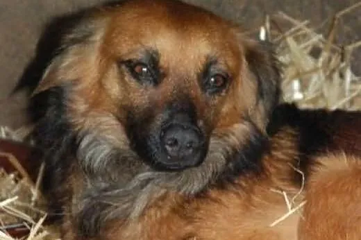 KOLA - piękna, niewielka 12kg sunia szuka domu!