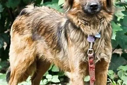 KOLA - piękna, niewielka 12kg sunia szuka domu!