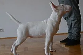 Bulterier, Bull Terrier, Suczka 16 tygodni, Częstochowa