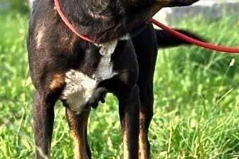 STONKA-super kochana, grzeczna,miła,spokojna suczk