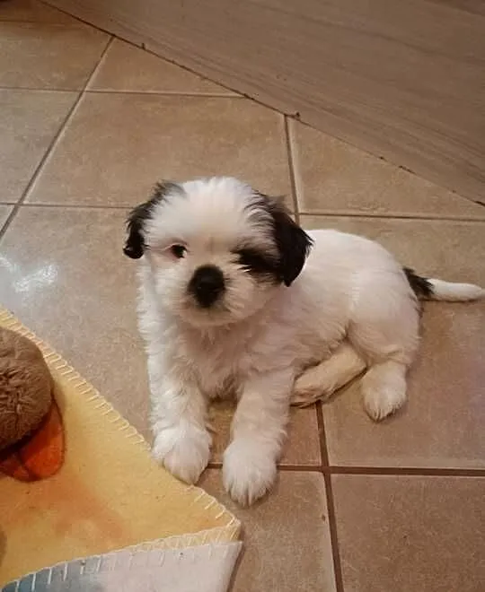 Piesek szczeniak Shih tzu z rodowodem, Podkarpackie, Skołyszyn