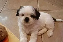 Piesek szczeniak Shih tzu z rodowodem
