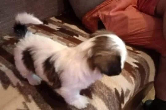Piesek szczeniak Shih tzu z rodowodem, Podkarpackie, Skołyszyn
