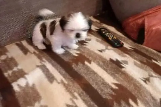Piesek szczeniak Shih tzu z rodowodem, Podkarpackie, Skołyszyn