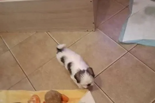 Piesek szczeniak Shih tzu z rodowodem, Podkarpackie, Skołyszyn