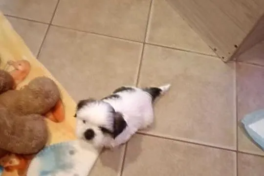 Piesek szczeniak Shih tzu z rodowodem, Podkarpackie, Skołyszyn