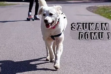 Cudowna SHANTI szuka domu,  mazowieckie Warszawa