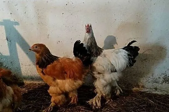 Sprzedam kury koguty tegoroczne Brahma i Kochin
