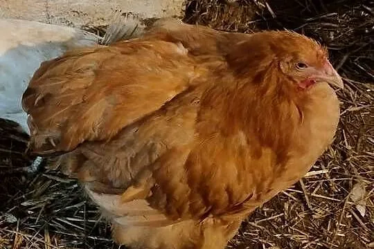 Sprzedam kury koguty tegoroczne Brahma i Kochin, Pomorskie, Liniewo