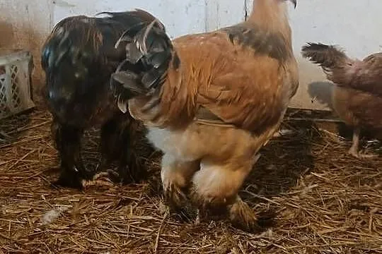 Sprzedam kury koguty tegoroczne Brahma i Kochin, Pomorskie, Liniewo
