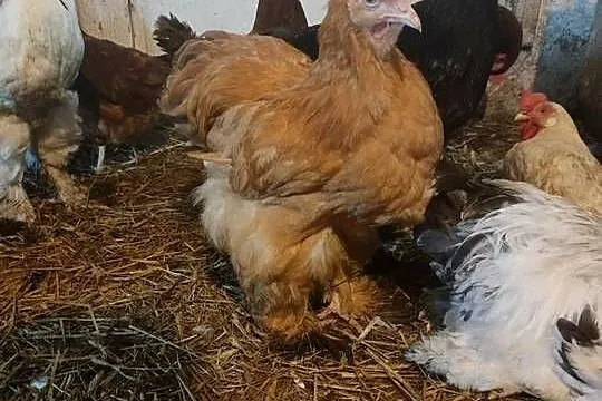 Sprzedam kury koguty tegoroczne Brahma i Kochin, Pomorskie, Liniewo