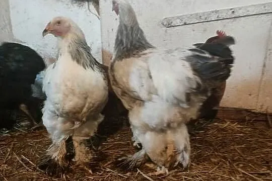 Sprzedam kury koguty tegoroczne Brahma i Kochin, Pomorskie, Liniewo