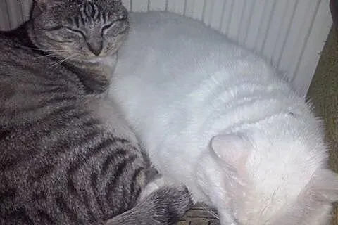 Kocurek MIRON szuka domu!!!,  dolnośląskie Wołów