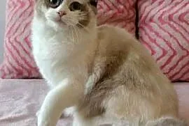 Kotka ragdoll 9 miesięcy Wrocław