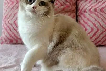Kotka ragdoll 9 miesięcy Wrocław