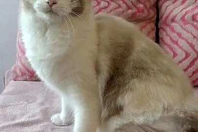 Kotka ragdoll 9 miesięcy Wrocław, Dolnośląskie