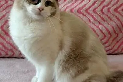 Kotka ragdoll 9 miesięcy Wrocław, Dolnośląskie