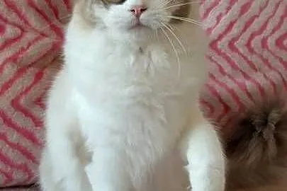 Kotka ragdoll 9 miesięcy Wrocław, Dolnośląskie