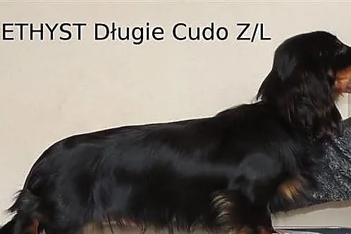 Jamnik długowłosy miniaturowy Długie Cudo,ZKwP,FCI