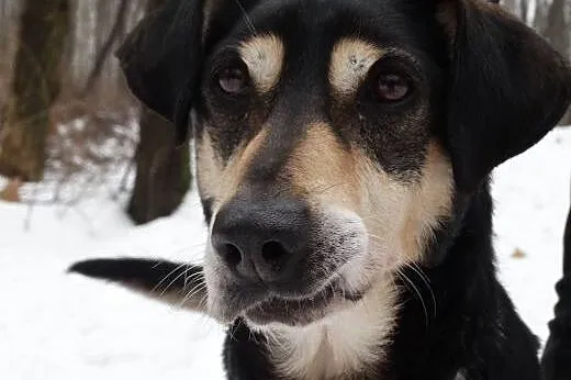 Dukat z utęsknieniem czeka na dom,  śląskie Sosnow