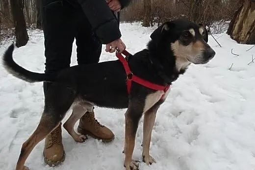 Dukat z utęsknieniem czeka na dom,  śląskie Sosnow