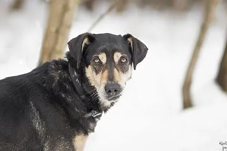 Dukat z utęsknieniem czeka na dom,  śląskie Sosnow