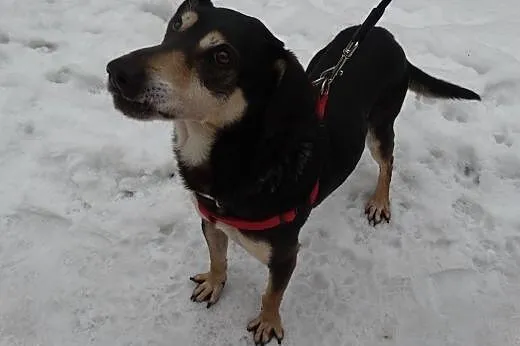 Dukat z utęsknieniem czeka na dom,  śląskie Sosnow