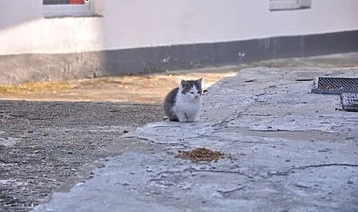 Tango szuka domu!♥, dolnośląskie Jeleni