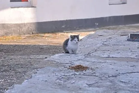 Tango szuka domu!&#9829;,  dolnośląskie Jeleni