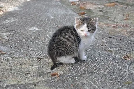 Tango szuka domu!&#9829;,  dolnośląskie Jeleni