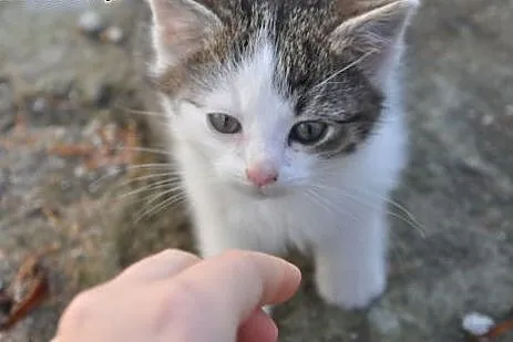 Tango szuka domu!&#9829;,  dolnośląskie Jeleni