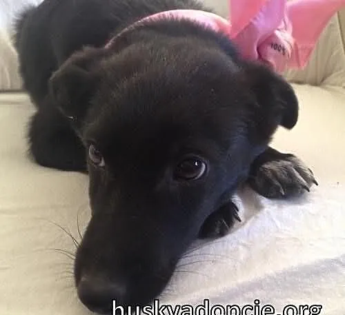 BASKO- radosny szczeniak do adopcji