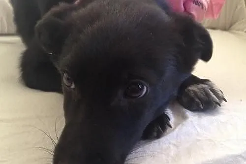 BASKO- radosny szczeniak do adopcji